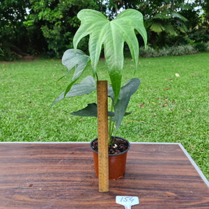 #154 Anthurium Macrolobium x