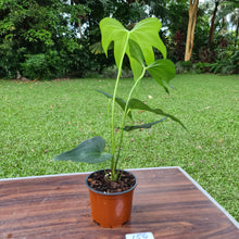 Load image into Gallery viewer, #154 Anthurium Macrolobium x