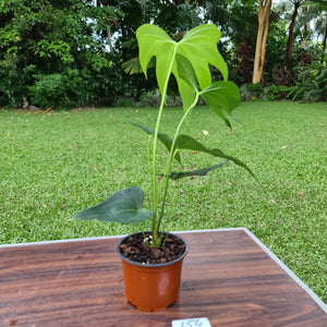 #154 Anthurium Macrolobium x