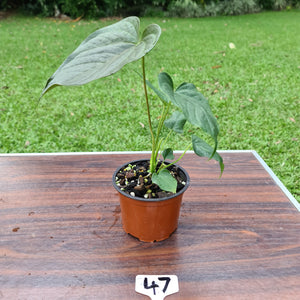 #47 Anthurium Moodeanum