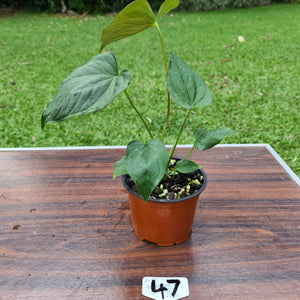 #47 Anthurium Moodeanum