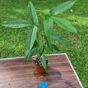 #106 Anthurium Digitatum