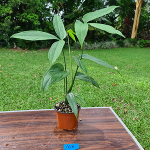 #106 Anthurium Digitatum