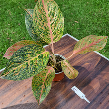 Load image into Gallery viewer, #19 Aglaonema &#39;Strip Tease&#39;