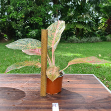 Load image into Gallery viewer, #19 Aglaonema &#39;Strip Tease&#39;