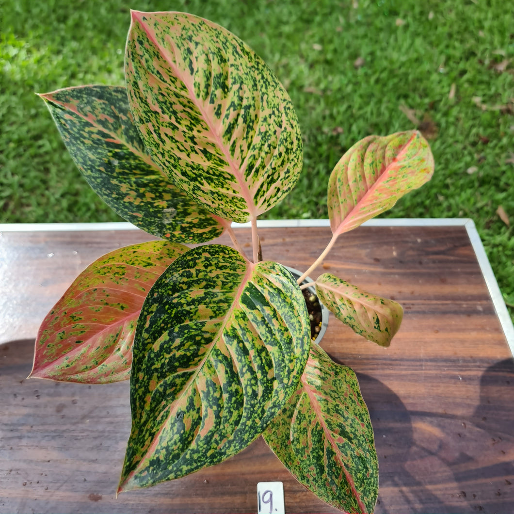 #19 Aglaonema 'Strip Tease'