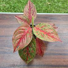 Load image into Gallery viewer, #17 Aglaonema &#39;Ron&#39;s Special&#39;