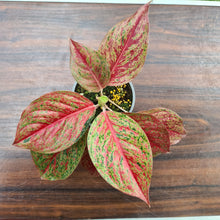Load image into Gallery viewer, #17 Aglaonema &#39;Ron&#39;s Special&#39;