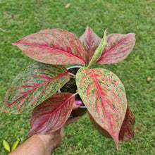 Load image into Gallery viewer, #17 Aglaonema &#39;Ron&#39;s Special&#39;