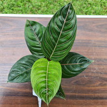 Load image into Gallery viewer, #43 Aglaonema Rotundum