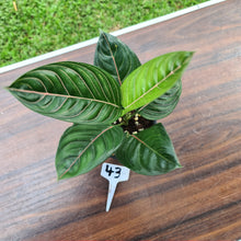 Load image into Gallery viewer, #43 Aglaonema Rotundum