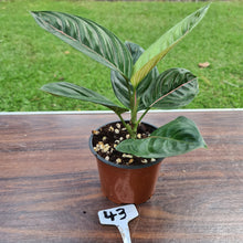 Load image into Gallery viewer, #43 Aglaonema Rotundum