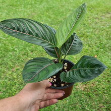 Load image into Gallery viewer, #43 Aglaonema Rotundum