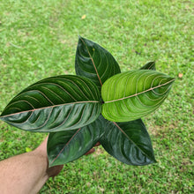 Load image into Gallery viewer, #43 Aglaonema Rotundum