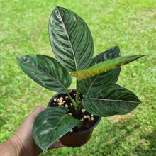 Load image into Gallery viewer, #43 Aglaonema Rotundum