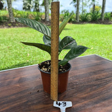 Load image into Gallery viewer, #43 Aglaonema Rotundum