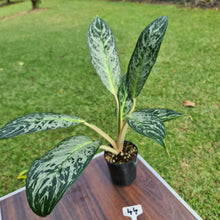 Load image into Gallery viewer, #44 Aglaonema Unknown