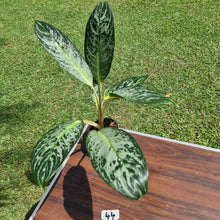 Load image into Gallery viewer, #44 Aglaonema Unknown