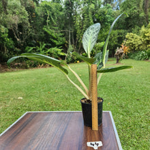 Load image into Gallery viewer, #44 Aglaonema Unknown