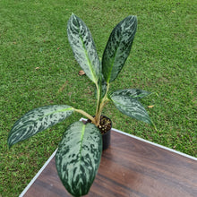 Load image into Gallery viewer, #44 Aglaonema Unknown