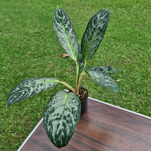 Load image into Gallery viewer, #44 Aglaonema Unknown