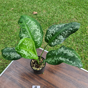 #9 Aglaonema Unknown