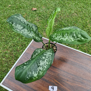 #9 Aglaonema Unknown