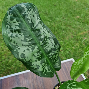 #9 Aglaonema Unknown