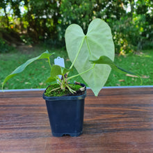 Load image into Gallery viewer, #95 Anthurium Magnificum Hybrid x