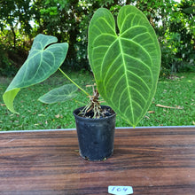 Load image into Gallery viewer, #104 Large Anthurium NOID