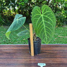 Load image into Gallery viewer, #104 Large Anthurium NOID