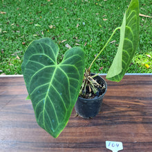 Load image into Gallery viewer, #104 Large Anthurium NOID
