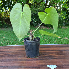 Load image into Gallery viewer, #104 Large Anthurium NOID