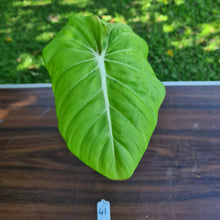 Load image into Gallery viewer, #41 Philodendron Dean McDowell - Rooted tip cutting