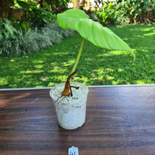 Load image into Gallery viewer, #41 Philodendron Dean McDowell - Rooted tip cutting