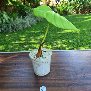 #41 Philodendron Dean McDowell - Rooted tip cutting