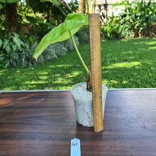 Load image into Gallery viewer, #41 Philodendron Dean McDowell - Rooted tip cutting