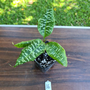 #16 Dracaena Goldieana