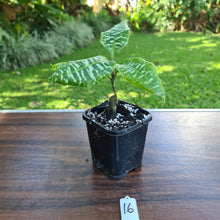 Load image into Gallery viewer, #16 Dracaena Goldieana