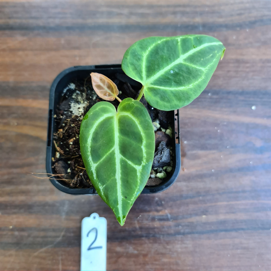 #2 Dark Anthurium Crystallinum x