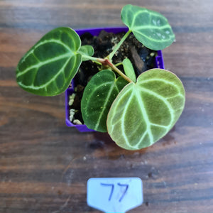 #77 Dark Anthurium Crystallinum x