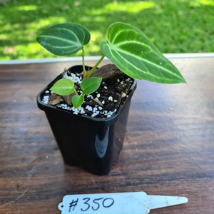 #350 Anthurium Magnificum Hybrid x- 2 in the pot