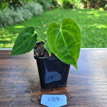 Load image into Gallery viewer, #139 Dark Anthurium Complex hybrid