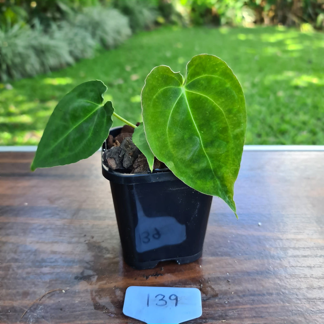#139 Dark Anthurium Complex hybrid