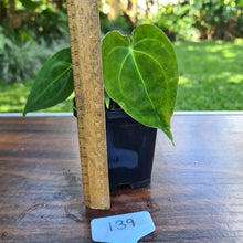 Load image into Gallery viewer, #139 Dark Anthurium Complex hybrid