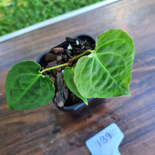 Load image into Gallery viewer, #139 Dark Anthurium Complex hybrid
