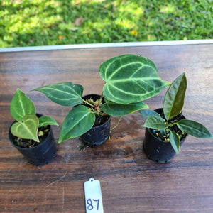 #87 BABY ANTHURIUM PACKAGE - 3 x SEEDLINGS