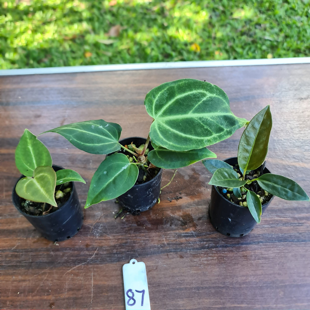 #87 BABY ANTHURIUM PACKAGE - 3 x SEEDLINGS