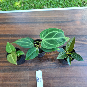 #87 BABY ANTHURIUM PACKAGE - 3 x SEEDLINGS