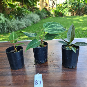 #87 BABY ANTHURIUM PACKAGE - 3 x SEEDLINGS